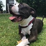 Profile Picture of Nicholas McCarley (@its_mrbbq_baby) on Instagram