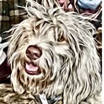 Profile Picture of Lucy & Peanut & Boone (@2ranchdoodlezzand_a_golden) on Instagram