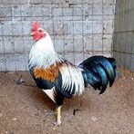 Profile Picture of Manriquez Roni (@rodolfo.ramriv.7) on Facebook