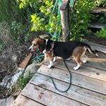 Profile Picture of William Smith (@bill_the_beagle) on Instagram