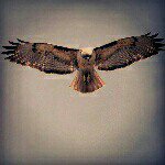 Profile Picture of Payam Shahin (@payamshahin) on Instagram