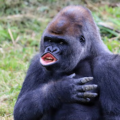 Profile Picture of Brian Calvin (@briancalvin8049) on Youtube