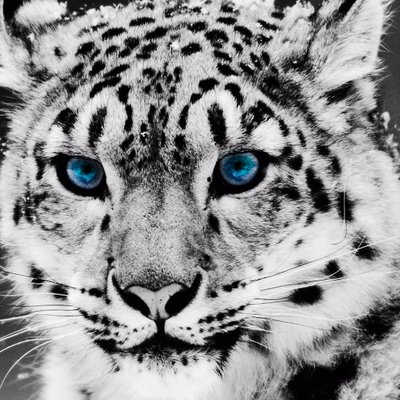 Profile Picture of Darcy Davison (@darcy_davison) on Twitter