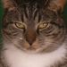 Profile Picture of Paula Phelps (@waysos58) on Pinterest