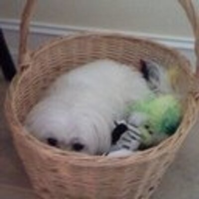 Profile Picture of Amy Minter (@minter2) on Twitter