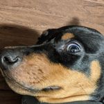 Profile Picture of Mr.Onyx Doberman (@doberman.onyx) on Instagram