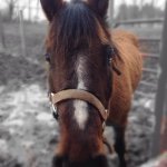 Profile Picture of Bailey & Cherokee (@horse_lover_forever_2233) on Instagram