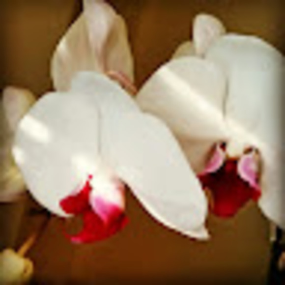 Profile Picture of Crystal Coates (@channelcoates) on Poshmark