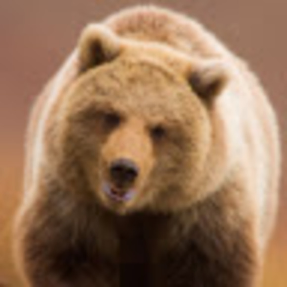 Profile Picture of Adam Skrzynski (@adamskrzynski) on Poshmark