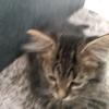 Profile Picture of Adrian Stevens807 (@@adrianstevens24) on Tiktok