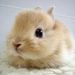 Profile Picture of Pearl Chow (@pmchow) on Pinterest
