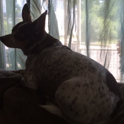 Profile Picture of Dustin Whiteman (@Whiteman2112) on Twitter