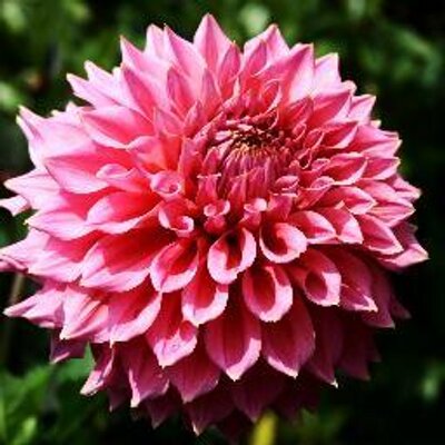 Profile Picture of Shari Sands (@ShariSands1) on Twitter