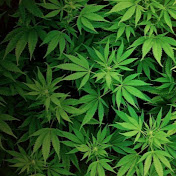 Profile Picture of Jack Herer (@jackherer3108) on Youtube
