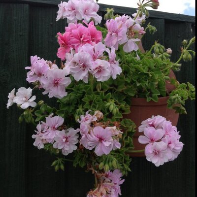 Profile Picture of Marion Potts (@marionpotts16) on Twitter