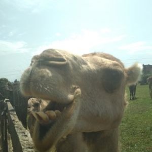 Profile Picture of Segarra (@AlbertSegarra4) on Twitter