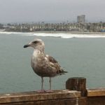 Profile Picture of Lisa Shull Onor (@lisaonor) on Instagram