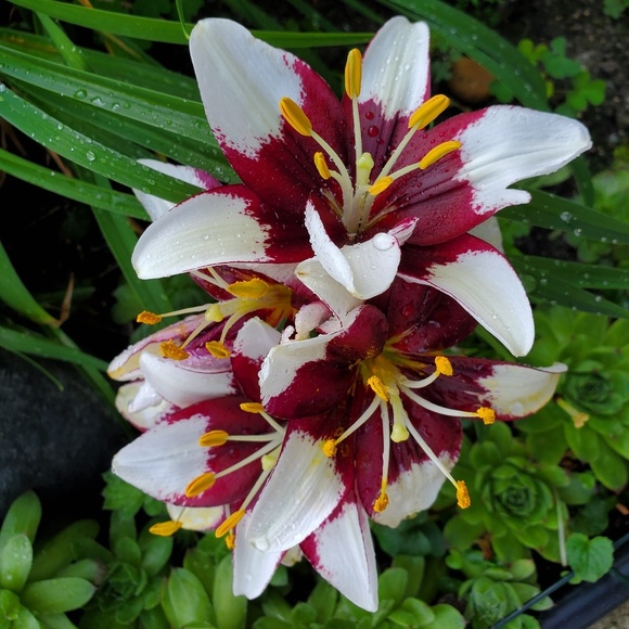 Profile Picture of Monique Walters (@mqwalters) on Poshmark