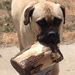 Profile Picture of Carl Cringle (@bearcringle) on Pinterest