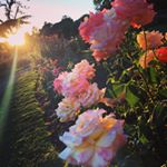 Profile Picture of Shelly Cartwright (@shelly_c66) on Instagram
