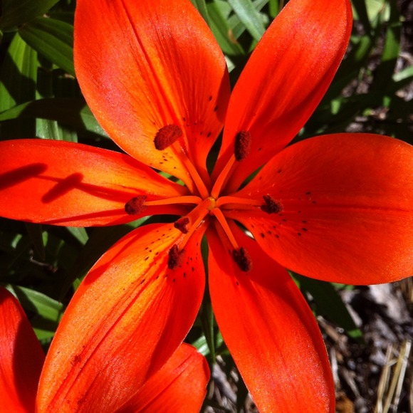 Profile Picture of Ellen Werry (@coltsmemaw) on Poshmark