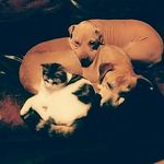 Profile Picture of Gus,Harper,Louie,Vinnie,Brick (@fam_of_animals) on Instagram