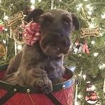 Profile Picture of Mike McQuaid (@samdaddo) on Instagram