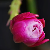 Profile Picture of Mikki Miller (@mikkimiller9663) on Youtube