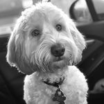 Profile Picture of Toby Heather (@toby_the_cockerpoo) on Instagram