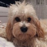 Profile Picture of Noel Kavanagh (@grandpawkavanagh) on Instagram