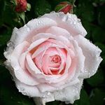 Profile Picture of Christina Haywood (@chris_haywood1111) on Instagram