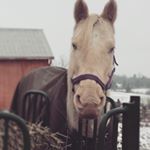 Profile Picture of Shannon Weldon (@lightning.quarter.horse) on Instagram