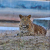 Profile Picture of amit_lodha (@amit_lodha) on Flickr