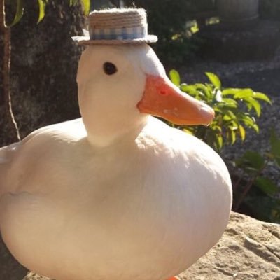 Profile Picture of . (@AndrewTomEich) on Twitter