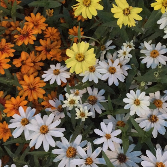 Manal Alkhalidi - Poshmark Profile Picture of Manal Alkhalidi (@manal296) on Poshmark