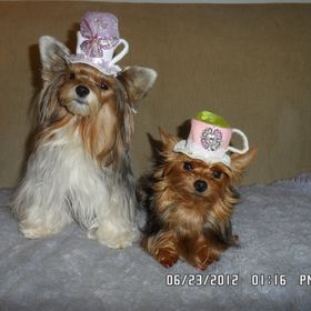 Profile Picture of Roni Goldberg (@leapyrbb) on Pinterest