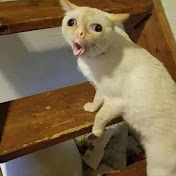 Profile Picture of Juan Patino (@princefinn27) on Youtube