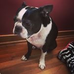 Profile Picture of Maya Freeman (@mayatheboston) on Instagram