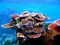 Profile Picture of Coral reef protectionon Wikipedia