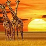 Profile Picture of kayee.xo (@kayee.xo) on Instagram