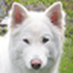 Profile Picture of Devin Ricker (@devin.ricker@pcc.edu) on Flickr