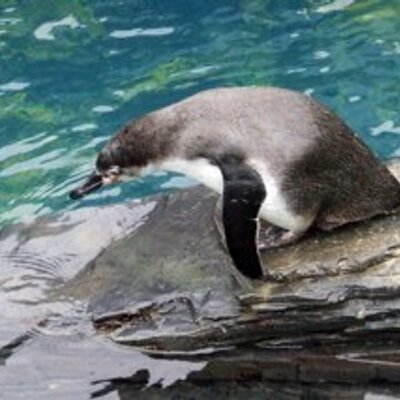 Profile Picture of Kim Hollands (@kimhollands1) on Twitter