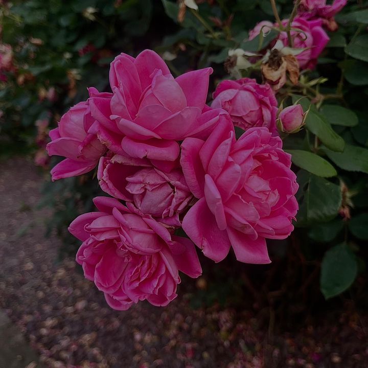 Profile Picture of alison (@alxxon2) on Tiktok