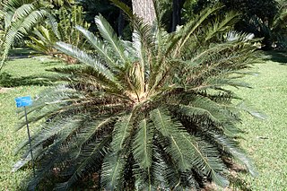 Profile Picture of Cycas taiwanianaon Wikipedia