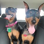 Profile Picture of Bella + Benny Robinson (@min_pin_living) on Instagram