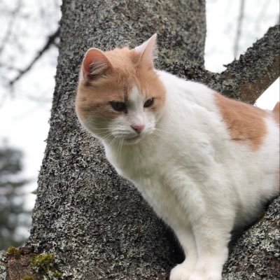 Profile Picture of Dan McNutt (@Dubz42215953) on Twitter