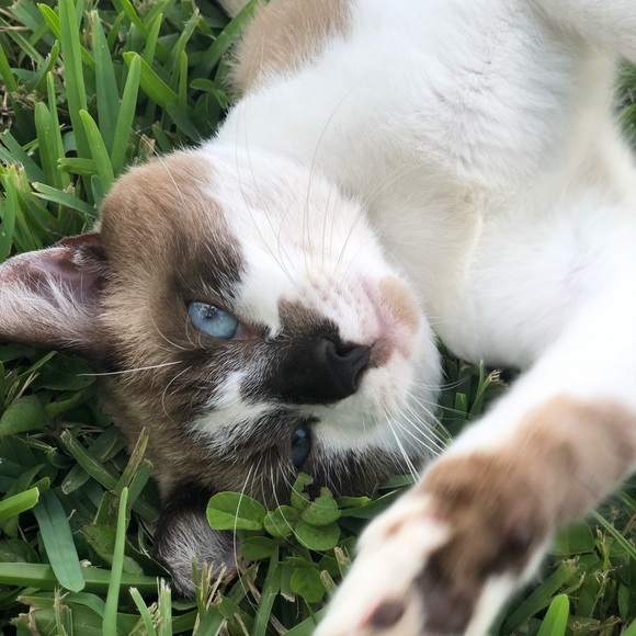 Chyann Seymore - Poshmark Profile Picture of Chyann Seymore (@shiberchy) on Poshmark