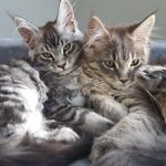 Profile Picture of Mishka and Eris (@honkus_ponkus77) on Instagram