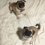 Profile Picture of Jake & Milo (@yogipugs) on Instagram