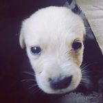 Profile Picture of Jeremy Bruce Wayne Kaushal (@jeremybrucewayne) on Instagram